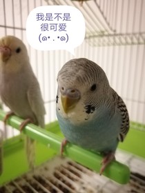 小虎皮的奇葩日常