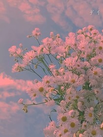 最后一束雛菊
