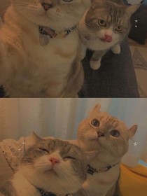 欣照不軒