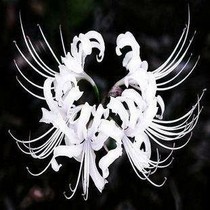 舍子花