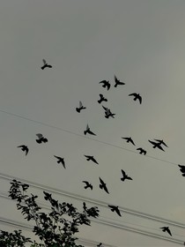 荒蜇