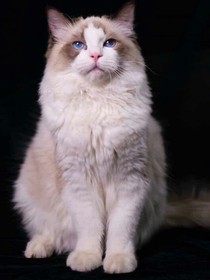 图（狗，猫）