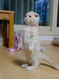 ！喵哈！