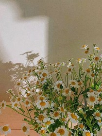 江上園