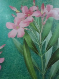小花仙之回