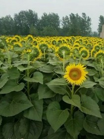 沙雕侠侣◎