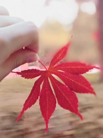 重生之冷少深深寵。