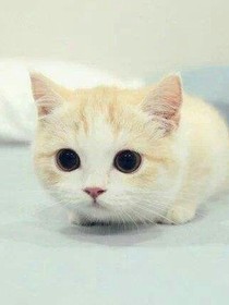 轉世成貓