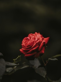 傳聞中的陳芊芊（原生陳芊芊向）