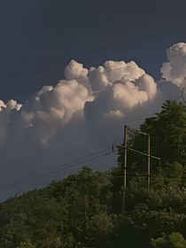 遲鳥歸牧林