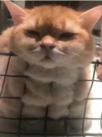 叶辰与观音