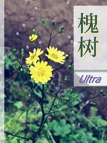 槐樹(shù)