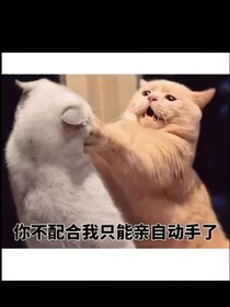 夜猫聊天群