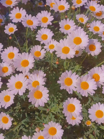 爱慕日记