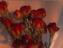 花尽千霜梦