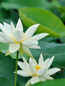 萝卜与绿鱼的沙雕日常