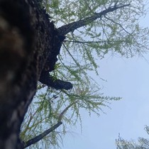 校园前茶回忆录