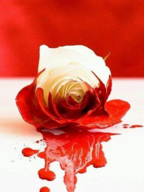 锦衣之下（剧版）现代同人—沾染鲜红血液的白玫瑰