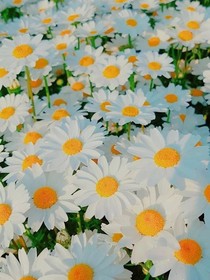 岁月常歌