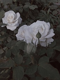 奶油与你