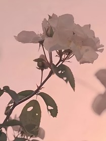王一博之我愛(ài)你