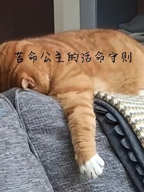 苦命公主的活命守則