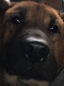 鸡犬大战