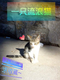 一只流浪猫