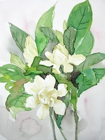 栀子花的香味