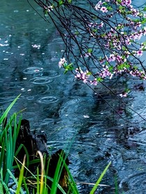 桃花剑雨