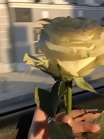 莫名其妙开的老坑，不想填了停更