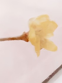 辞花阁