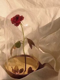 逆境之花