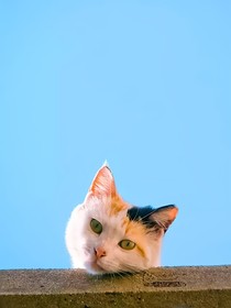 溫和涼夏