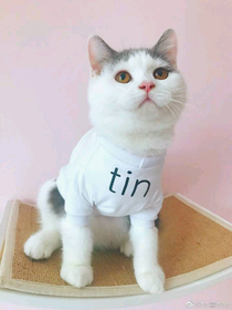 黄明昊tin宝：猫生挺幸福