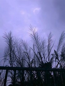 落玥的復(fù)仇之路