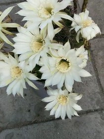 老白头