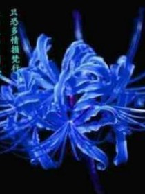 迷踪幻影
