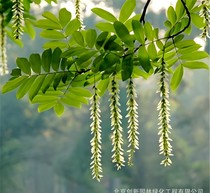 楓楊樹