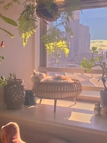 靠著黃昏