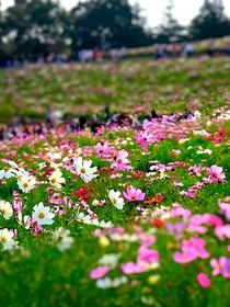 三生三世十里桃花：一眼瞬间