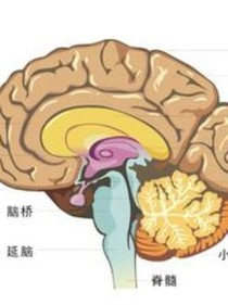 神经观察所