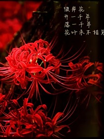 宿主的快穿时间