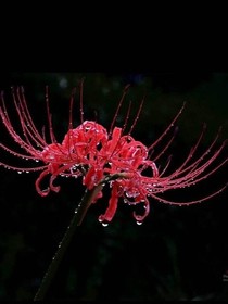 京劇貓之彼岸花開(kāi)，死靜彌漫——復(fù)仇記！