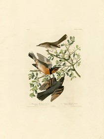 捕獲一只反舌鳥