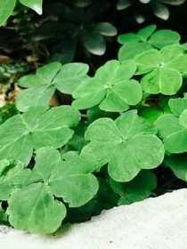 花千骨沙雕重寫之靈魂互換