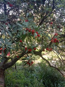 花神轉(zhuǎn)世（喜美篇）