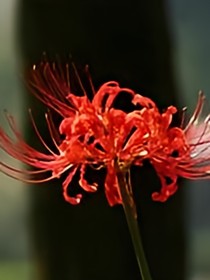 彼岸花的傳說（地獄之花）