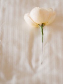 曾经桌角上的花