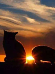 猫武士之闪烁黎明